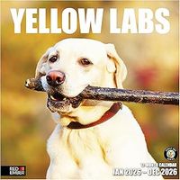 Yellow Labradors 2026 Wall Calendar