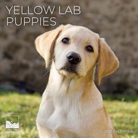 Yellow Lab Puppy Calendar