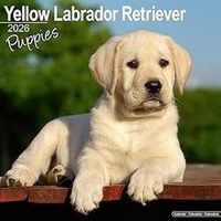 Yellow Lab Puppies 2026 Calendar