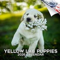 Yellow Lab Puppies 2026 Calendar