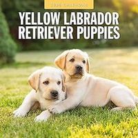 Yellow Lab Puppies 2026 Calendar
