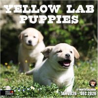 Yellow Lab Puppies 2026 Calendar