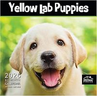 Yellow Lab Puppies 2026 Calendar