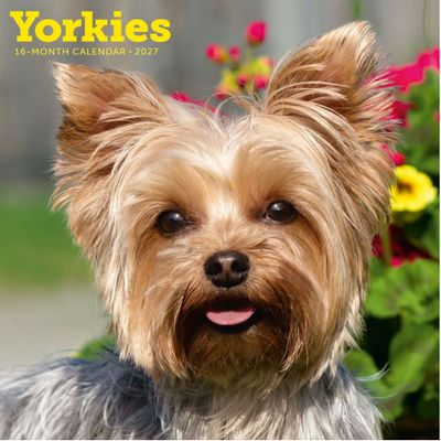 Yorkies 2027 Wall Calendar