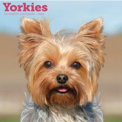 Yorkies 2026 Wall Calendar