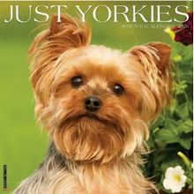 Just Yorkies 2026 Wall Calendar