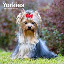 Yorkies 2026 Calendar