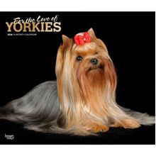 Yorkies 2026 Calendar