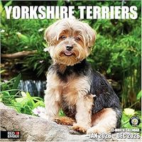 Yorkshire Terriers 2026 Calendar