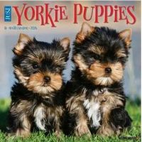 Just Yorkie Puppies 2026 Wall Calendar