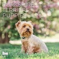 Yorkshire Terriers Puppies 2026 Calendar