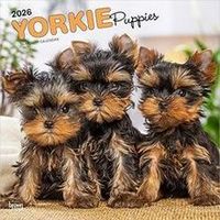 Yorkie Puppies 2026 Calendar