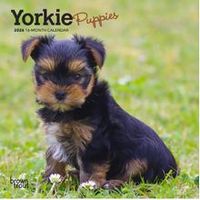 Yorkshire Terrier Puppies 2026 Calendar