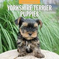 Yorkshire Terrier Puppies 2026 Calendar