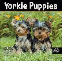 Yorkshire Terrier Puppies 2026 Calendar