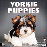 Yorkshire Terrier Puppies 2026 Calendar