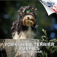 Yorkshire Terrier Puppies 2026 Calendar