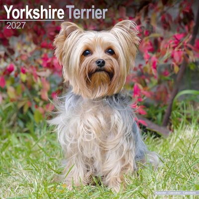 Yorkshire Terrier 2027 Wall Calendar