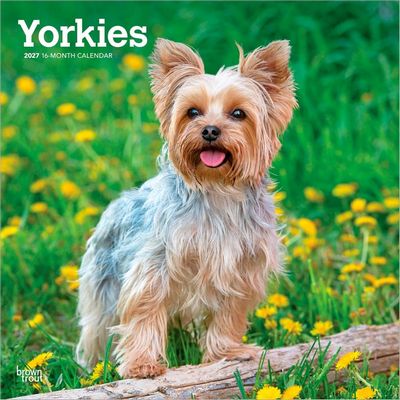 Yorkies 2027 Wall Calendar