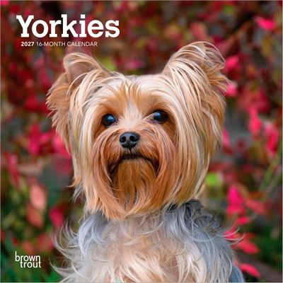 Yorkies 2027 Wall Calendar