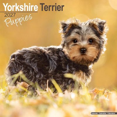 Yorkshire Terrier Puppies 2027 Wall Calendar