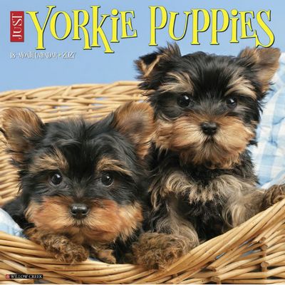 Yorkie Puppies 2027 Wall Calendar