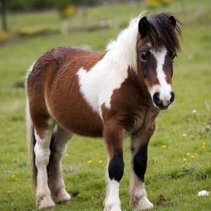 Ponies Calendars