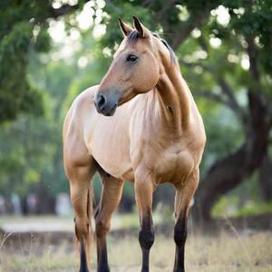 Quarter Horses Calendars