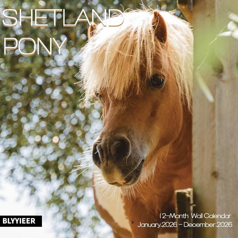 Shetland Pony 2026 Calendar