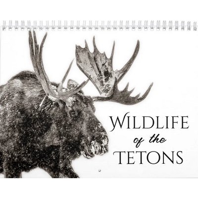 Wildlife Of The Tetons Calendar