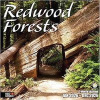 Redwood Forests 2026 Wall Calendar