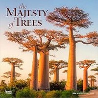 The Majesty of Trees 2026 Wall Calendar