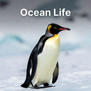 Ocean Life Calendars
