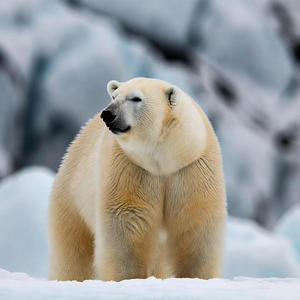 Polar Bear Calendars