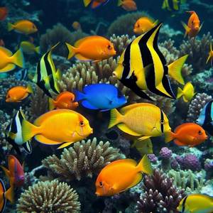 Tropical Fish Calendars