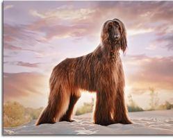 Afghan Hound Canvas Print
