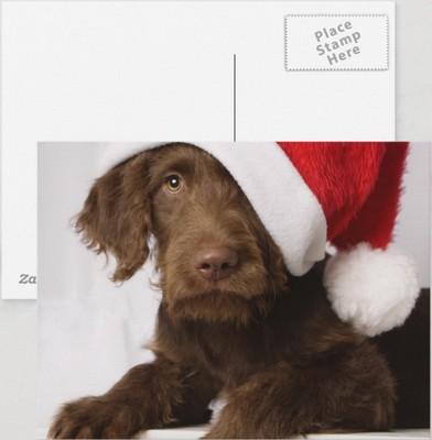 Labradoodle wearing a Santa hat Holiday Postcard