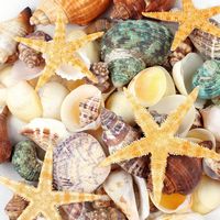 80+ Pcs Natural Seashells