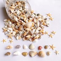 1200 PCS Tiny Sea Shells &10 Small Starfish