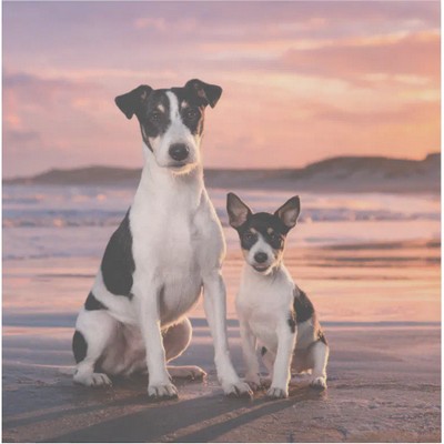 Smooth Fox Terrier & Puppy Gallery Wrap