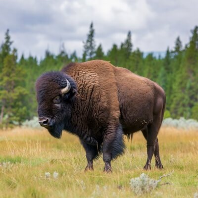 Wildlife Calendars