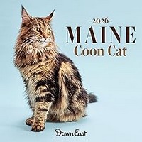 Maine Coon Cat 2026 Wall Calendar